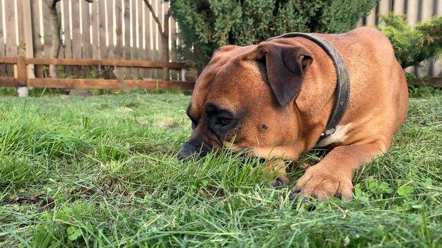 German boxer lies on green grass in the garden. close-up