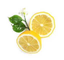 Fresh cut lemons with blossom on white background, top view