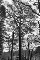 Fototapeta na wymiar Black and White image of Pine Trees on a dull day. Lake District, England, UK.