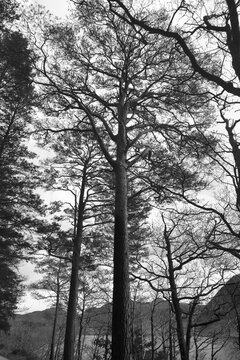 Black and White image of Pine Trees on a dull day. Lake District, England, UK.