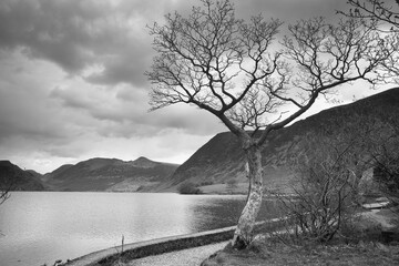 Black and White image of a Tree on the shores of Crummock Water, Lake District, Cumbria, England, UK.