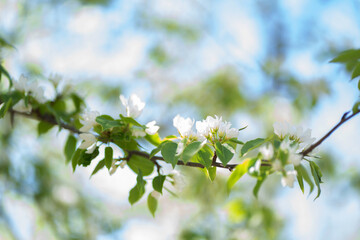 a branch of a blossoming tree