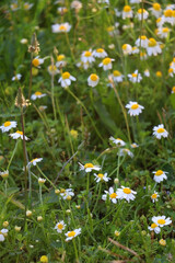 Chamomile flowers growing in a meadow. Selective focus.