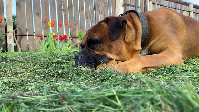 german boxer sleeping in the sun on the grass