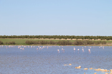 Group of flamingos, scientific name phoenicopteridae, in a protected lagoon in spain after a long migratory journey. Olive trees and windmills can be seen in the background. Pink bird.