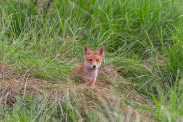 Naklejka na ściany i meble Red fox cub Vulpes vulpes in the wild