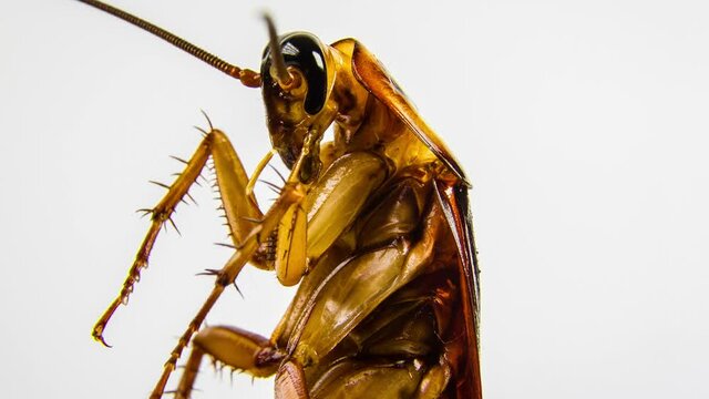 Big cockroach isolated on white and close-up rotation. 4k video.