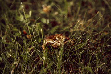 brown frog sitting in the grass