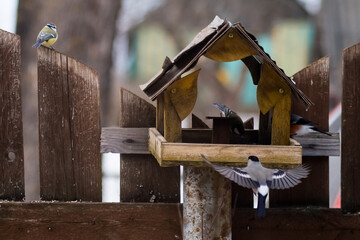 feeder on the fence. near the tit in flight, bullfinches and various birds.