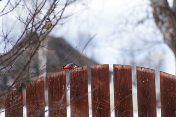 small angry bullfinch on the fence chases other birds away from food. male. protection of the...
