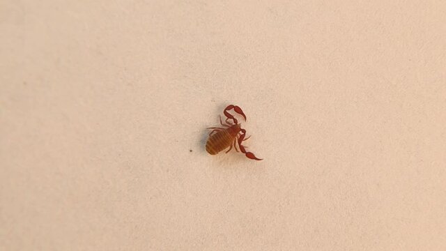 Pseudoscorpion isolated on a white background.
pseudo scorpion, also known as a false scorpion or book scorpion, is an arachnid belonging to the order Pseudoscorpiones, also known as Pseudoscorpionida