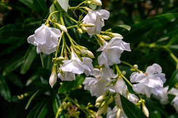 Nerium oleander pertenece a la familia Apocynaceae