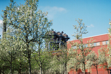 blossom tree in spring