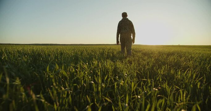SLOW MOTION: Farmer walks through a young green field during sunset. Adult man farmer walking and checks  his agriculture field. Human walking on agriculture field.   Person walks on high green grass