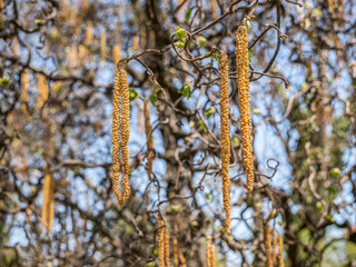 Catkin hanging from a branch of Corylus avellana tree also known as common hazel