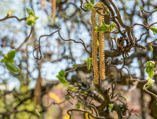 Catkin hanging from a branch of Corylus avellana tree also known as common hazel