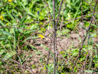 Fototapeta premium Thorny branches of Paliurus spina-christi, commonly known as Jerusalem thorn, garland thorn, Christ's thorn, or crown of thorns plant