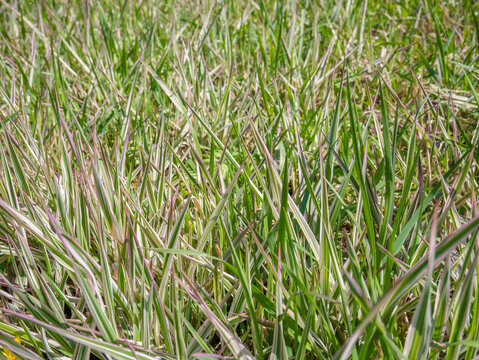 Phalaris arundinacea, or reed canary grass in the garden