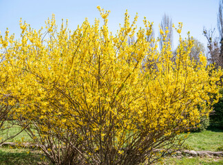Forsythia suspensa flowers plant blooming, announcing the beginning of spring.