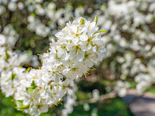 Obraz premium Prunus spinosa, called blackthorn or sloe flower plant blossom in the spring.