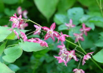 Epimedium rubrum flowers or flower elves, macro photography, selective focus, blurred background, horizontal orientation.