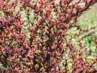 Fototapeta premium Foliage of Berberis thunbergii, the Japanese barberry, Thunberg's barberry, or red barberry