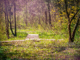 Empty nature park with cobblestone alleys in Bucharest, Romania.
