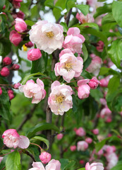 Fototapeta na wymiar Blooming apple tree (Malus spectabilis), selective focus, blurred background, vertical orientation.