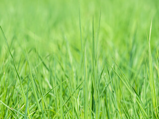 Natural fresh green blades of grass texture background