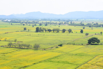 paddy field in Thailand, Agriculture background - 434369224