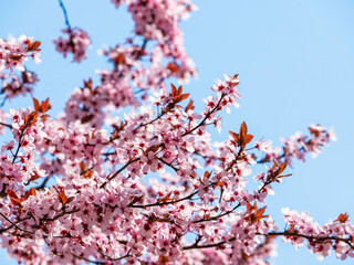 Prunus cerasifera also known as cherry plum and myrobalan plum pink flowers blossom in the spring.