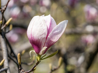 Obraz premium Magnolia × soulangeana pink purple flower blossom in the spring