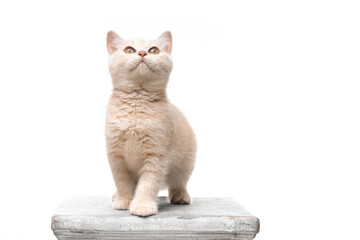 cute fawn colored british shorthair kitten standing on concrete podest looking up curiously on...