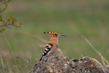 Fototapeta premium Bird Hoopoe Upupa epops, in the wild
