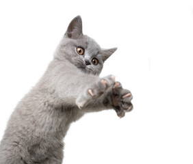 cute gray british shorthair kitten playing stretching out claws on white background