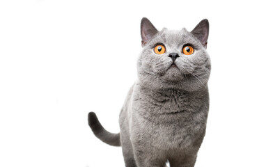 blue british shorthair cat with orange eyes looking surprised on white background