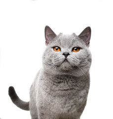 beautiful blue british shorthair cat with small horns portrait on white background