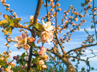Close up of cherry blossoms on tree in orchard meadow