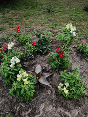 flowers in the garden