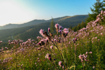 A view on a vast pasture shimmering in the colors of setting sun in Austria. There are high purple flowers all over the meadow. There are high Alpine peaks in theback. Serenity and calmness.
