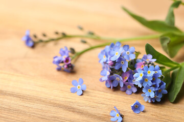 Beautiful blue Forget-me-not flowers on wooden table. Space for text