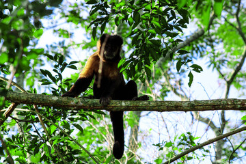 Macaco