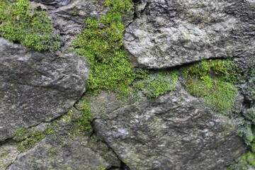 texture in the form of a gray stone with moss