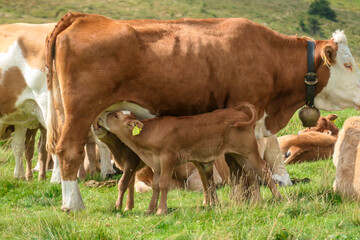 A small brown calf drinking milk from its mother on the pasture in Austrian Alps. There are other cows grazing on the meadow in the back. Natural habitat of domestic animals.  Serenity and calmness