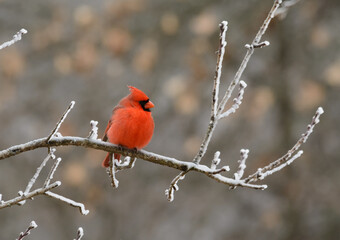 Fluffed up male Northern Cardinal sitting on an ice covered tree branch on a cold winter day