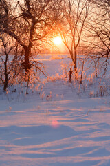 Sunrise over a small snowy hill on an extremely cold winter morning, shining through trees, and snow reflecting the light in pinkish yellow tones; with a small lens flare from the sun