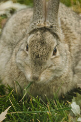 A big, fat rabbit eats grass.