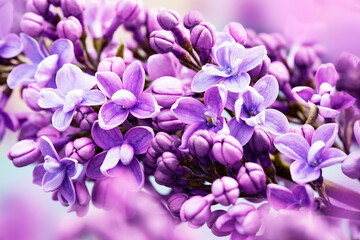 Fototapeta na wymiar Spring branch of blooming lilac. Beautiful purple lilac flower