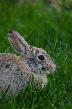 A rabbit sits in dark green grass.