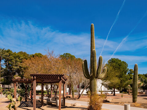 Big Saguaro in the campus of UNLV